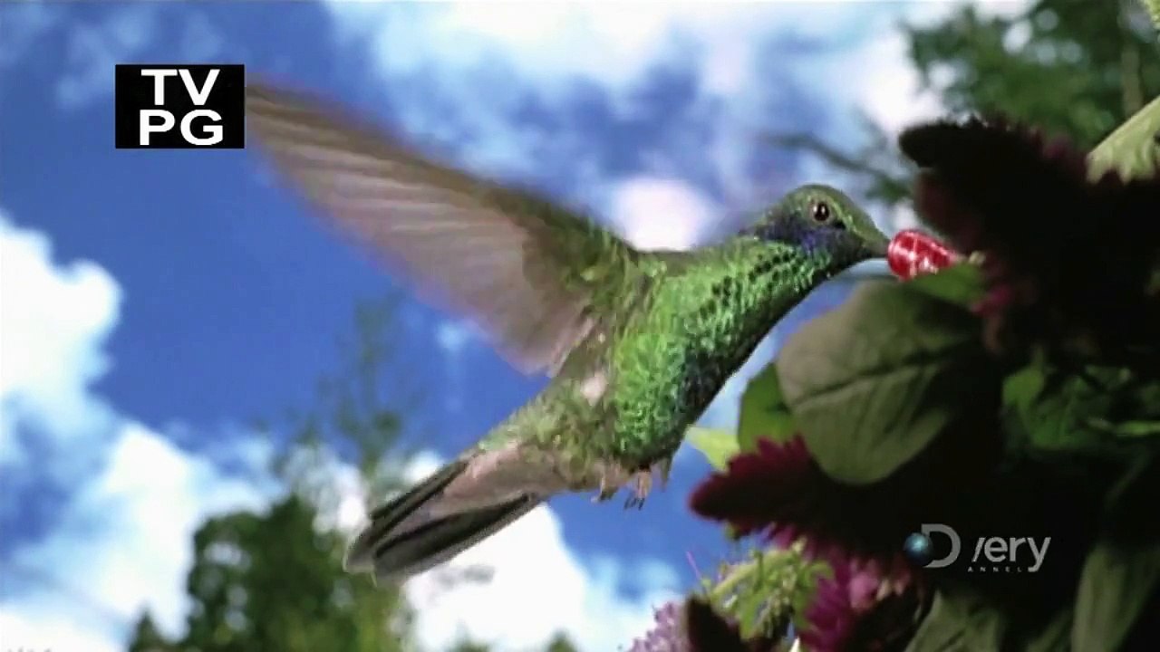 Time Warp, Hummingbird - طائر الطنان