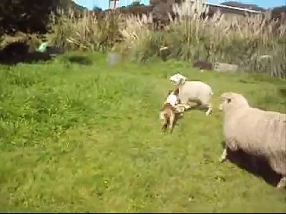funny New Zealand sheep and dog playing.