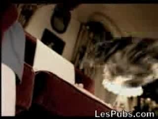 Le chat qui regarde le foot