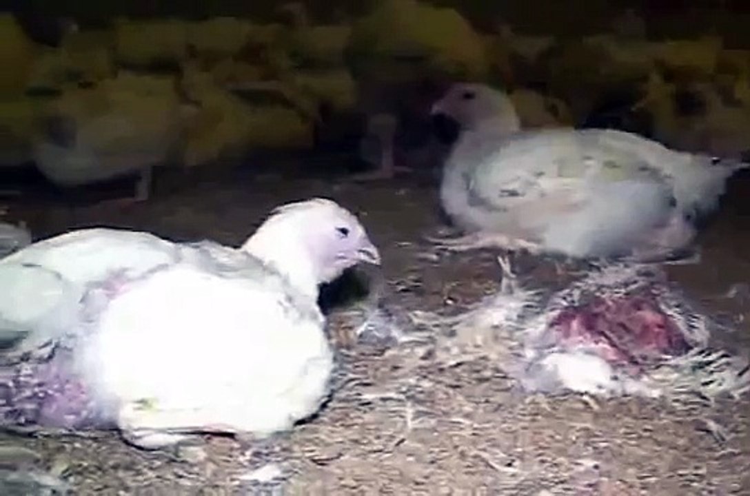 The Cruelty of Poultry farms