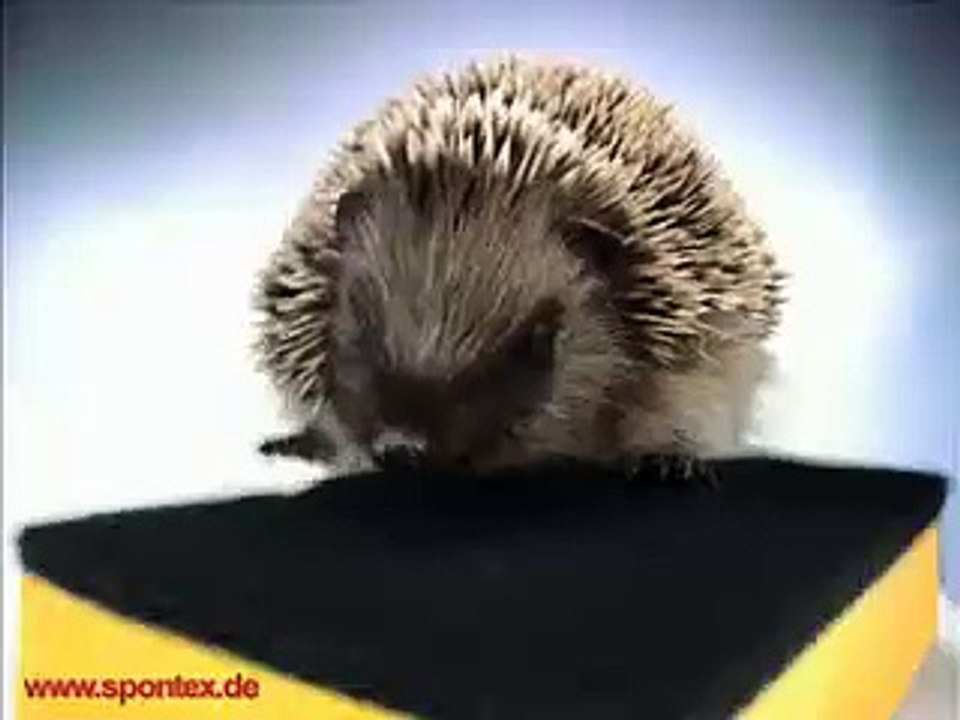 Igel+schwamm = lustig