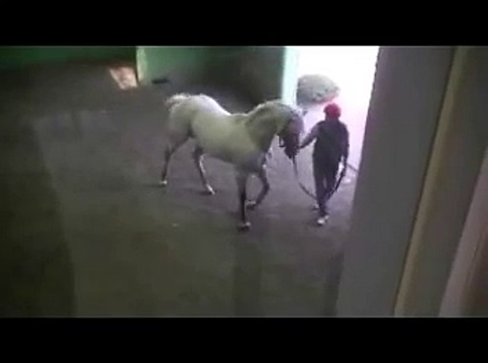 クロフネの種付け