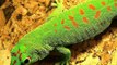 geckos the cute lizards