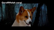 Goro raises an X-Wing / Xウィングを持ち上げるゴローさん 20140625 Goro@Welsh corgi Star Wars スターウォーズ コーギー