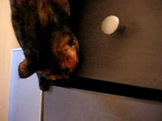 chats ouvrent tiroir