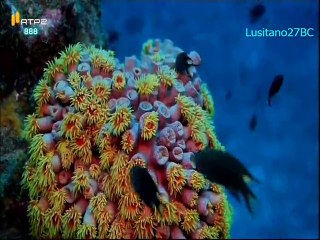 Mares e Oceanos - Tailândia - RTP2