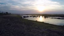 Chobe National Park - Elephant crossing