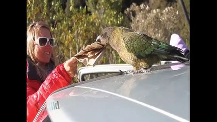 Skuff Snow - Dropping Down Under