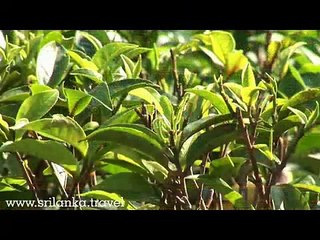 Tea Factory in Sri Lanka