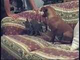 Cane e gatto sul divano