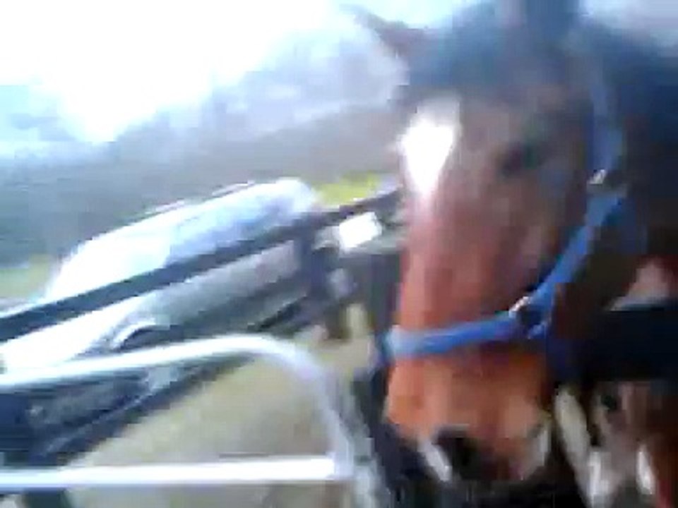Horse Abuse
