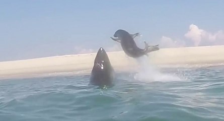 Requin blanc vs phoque