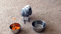 OZZY MY 12 WEEK OLD AFRICAN GREY PARROT