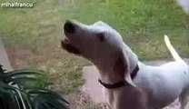 Most Funny Dog Barking Videos Compilation youtube original.mp4