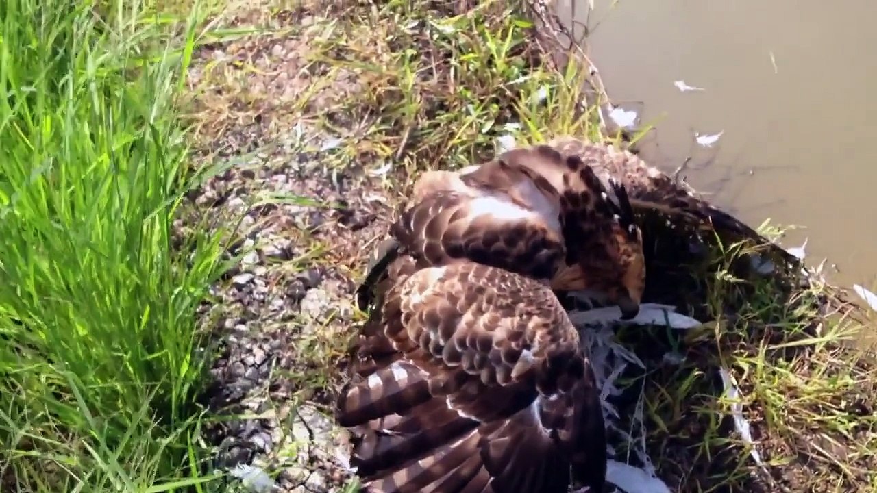 Mountain Hawk-Eagle Hunting (TiNy 2013 - 2014) HD