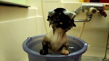 ネコ、はじめての バケツでお風呂  -take a bath in bucket-