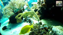 Nemos auf der Suche nach ihrer Seeanemone | Tierpark Berlin Aquarium Clownfish #Tiere #Animals