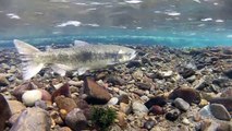 Wild Salmon Spawning  May 2013