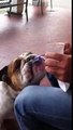Bulldog inglese che mangia la granita alla fragola