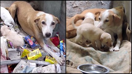 Mommy Pooch and Her Pups Rescued