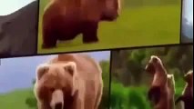 Animal Planet & Documentary | Grizzly Bears Full Documentaries Animal Planet, Nation Geogr