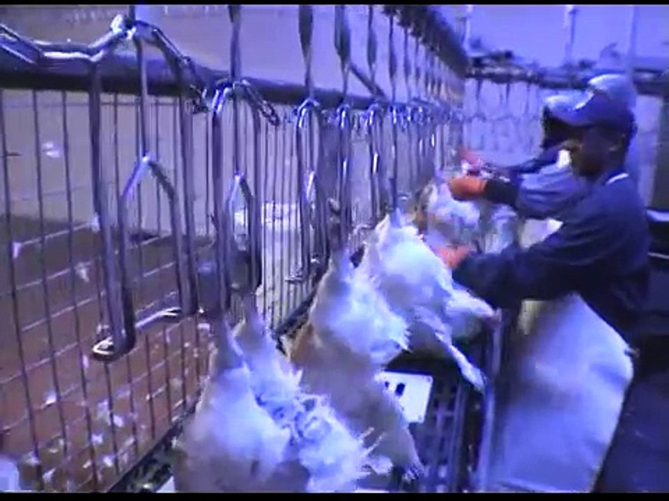 4000 Poultry per hour slaughter line