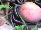 millipedes near my farm house eating mango fruit