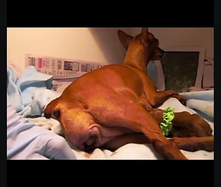 Miniature Pinscher Birth - Stillborn Puppy