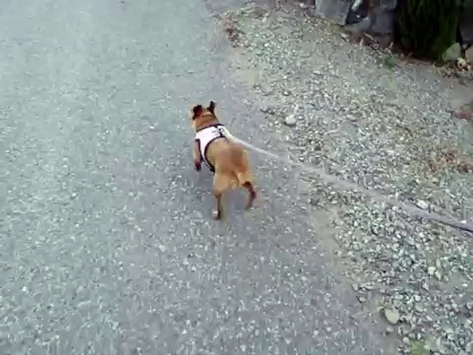 famous teacup chihuahua with luxating patella (patellar luxation)