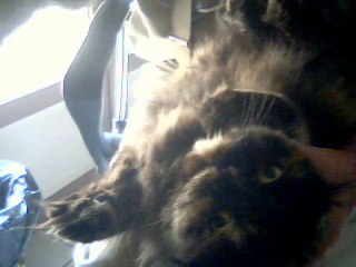 Comment donner un comprimé à un chat qui n'en veut pas