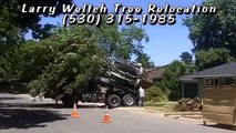 Transplanting Big Trees - Larry Weltch Tree Relocation Expert