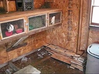 White Homers & Racing Homers