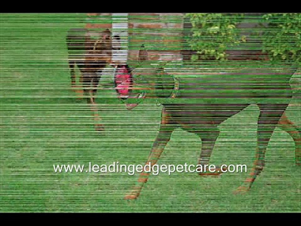 Doberman Pinscher Dog Breed Information