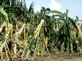 Ventos destroem plantações no Cardoso I em Iguatu, www.iguatu.net