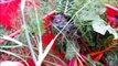 Organischer Dünger - Vorbereitung des Bodens für das nächste Gartenjahr - Einbringen von Mist