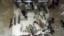 Camponotus nicobarensis water gel nest