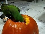 Military macaw playing, having fun carving the pumpkin at halloween - PART I