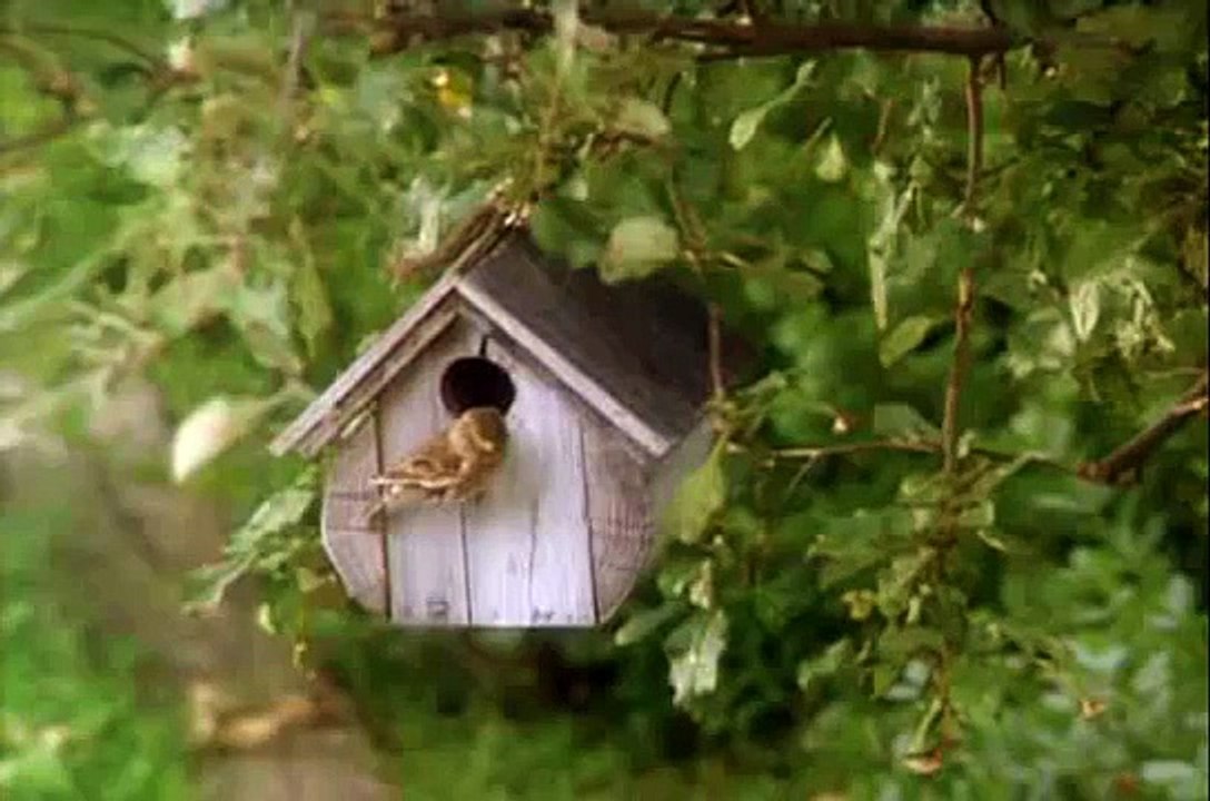 Funny Farm Coffee Toss