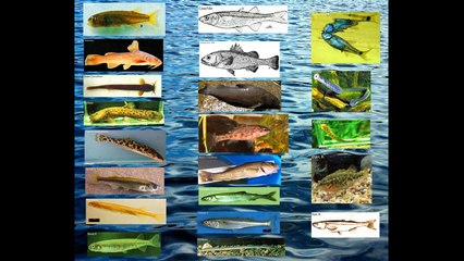 Peces nativos continentales en la Región del Biobío