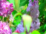 Hummer sucks sweet nectar - humming bird in lilac