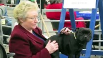 BULLIES & STAFFIES Dogshow at England