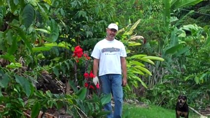 Pruning at Kona King Coffee farm.MP4