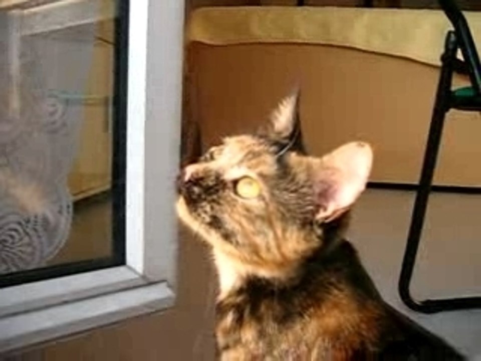 chat chasse la mouche