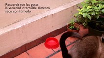 Cómo alimentar a tu gato : Cómo cuidar a tu gato