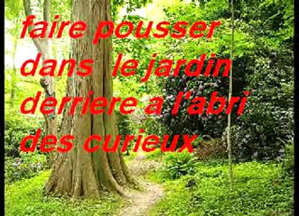 La beuh en poussiere-parodie cabrel "mes murs de poussière"