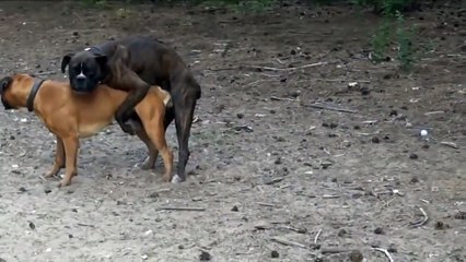 Eine neue Auswahl!Tiere mate!Sex Bestien!Новая подборка!Животные спариваются!Секс у зверей!