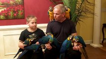 Hand Fed Baby Blue & Gold Macaws for Sale