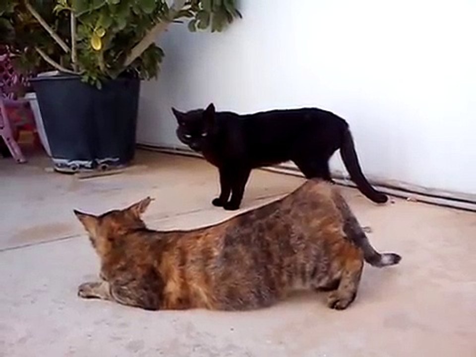 Horny cat asks for it.