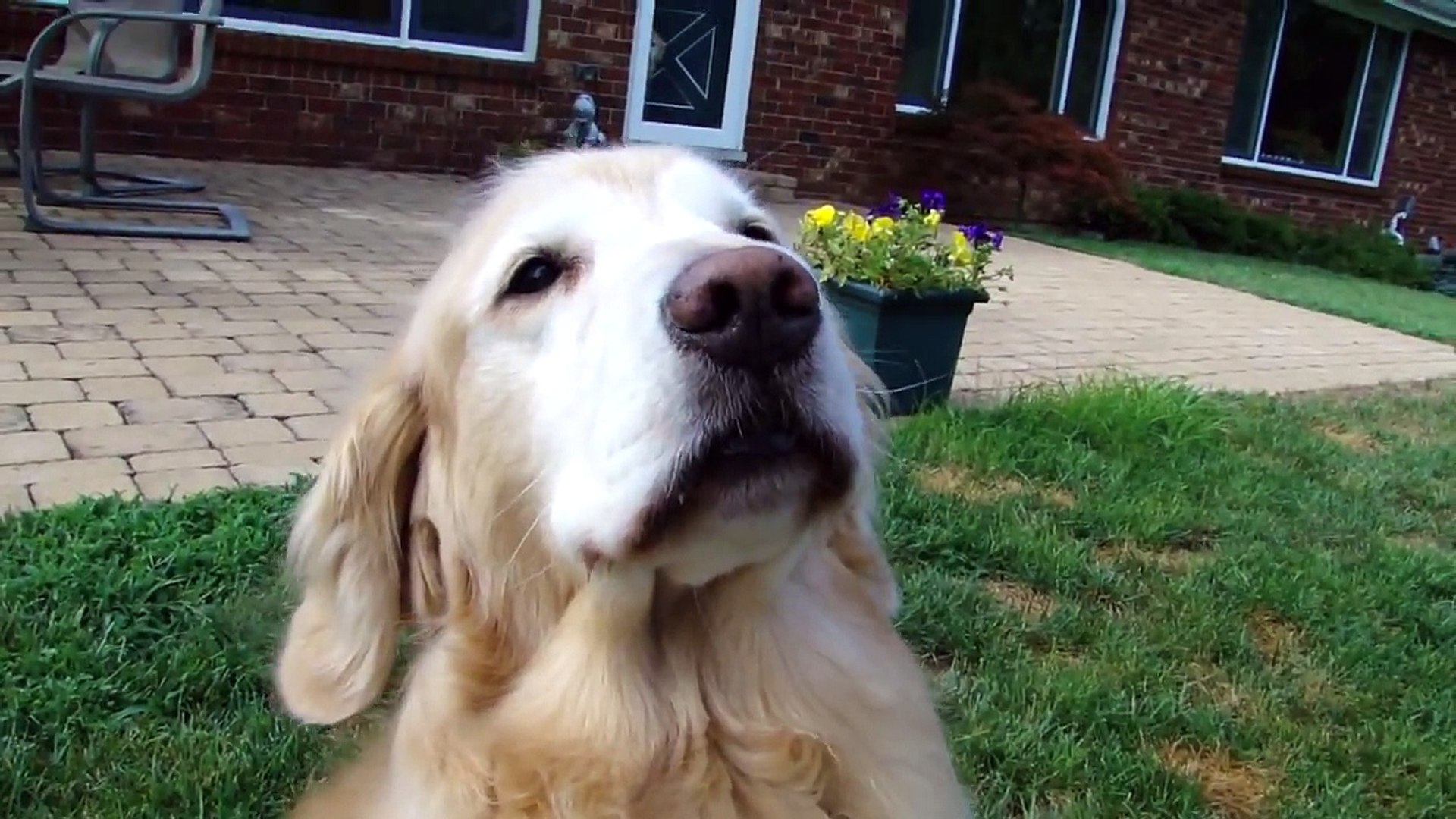 ⁣Golden Retriever Rory, Making memories