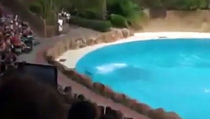 DM-WAmazing!! Watch how intelligent a DOLPHIN can be---By Funny Videos Collection